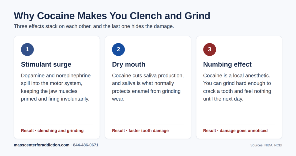 Diagram of why cocaine causes jaw clenching including the stimulant surge, dry mouth, and cocaine's numbing effect that hides damage.